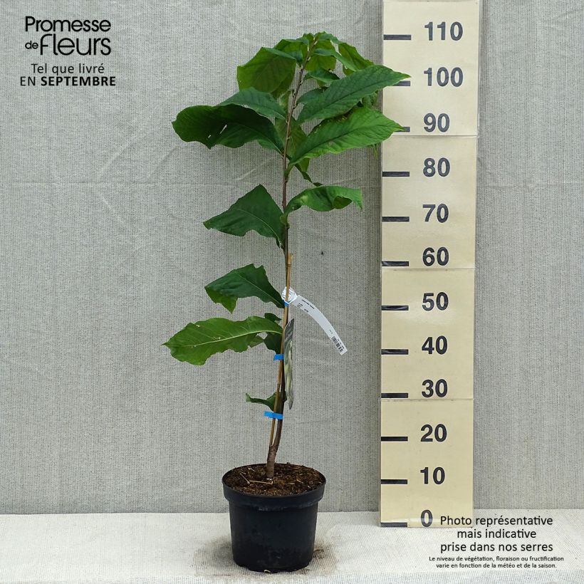 Example of Papau Overlese - Asimina triloba Topf mit 3L/4L as you get in automne