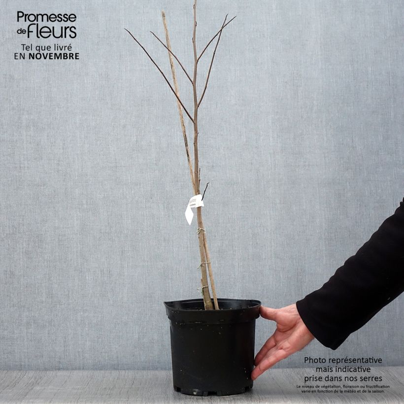 Example of Papau - Asimina triloba Topf mit 3L/4L as you get in automne