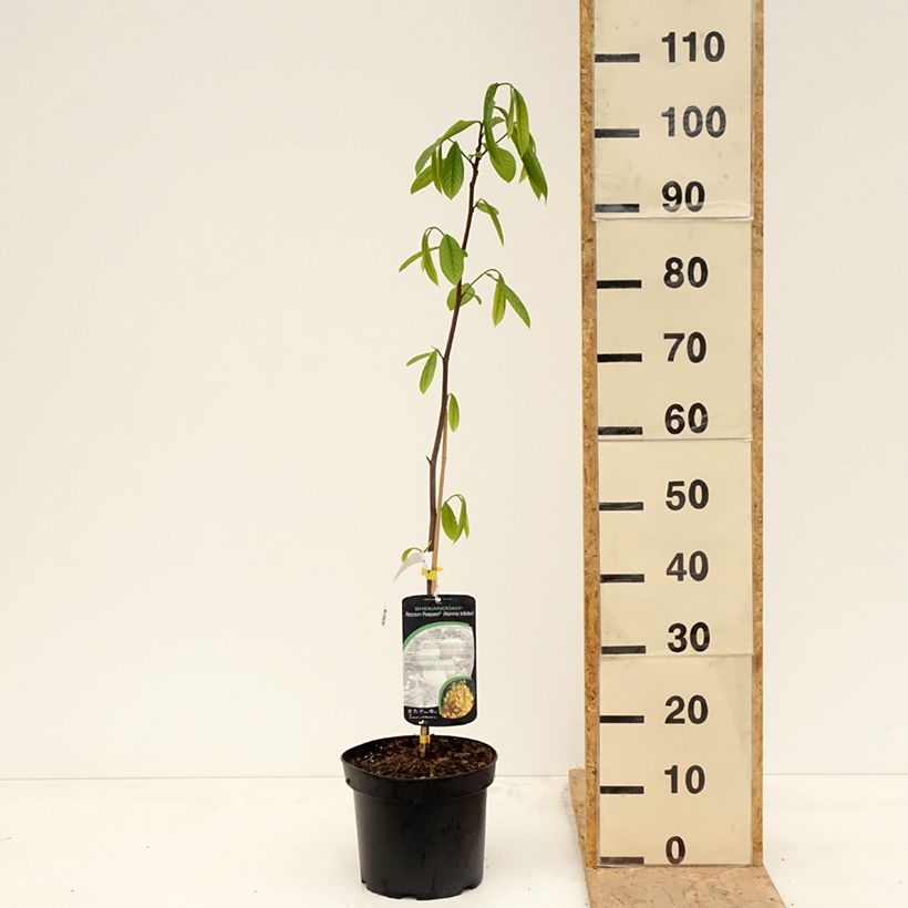 Exemplar von Papau Shenandoah - Asimina triloba Topf mit 3L/4L wie im Frühjahr geliefert