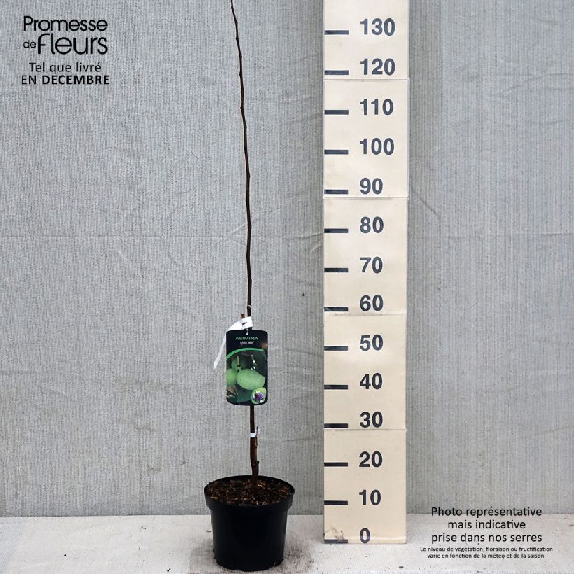 Example of Papau Wells - Asimina triloba Topf mit 4L/5L as you get in automne