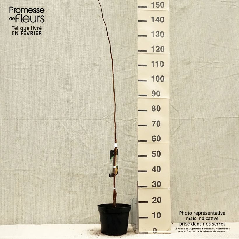 Exemplar von Papau Wells - Asimina triloba Topf mit 4L/5L wie im Winter geliefert