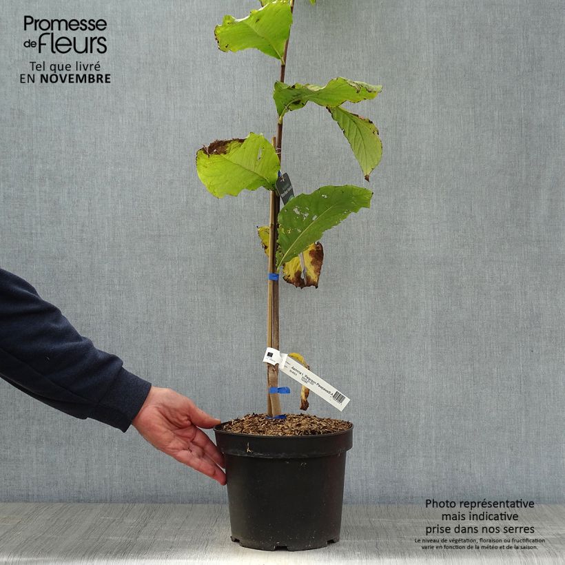 Example of Papau Allegheny - Asimina triloba Topf mit 3L/4L as you get in automne