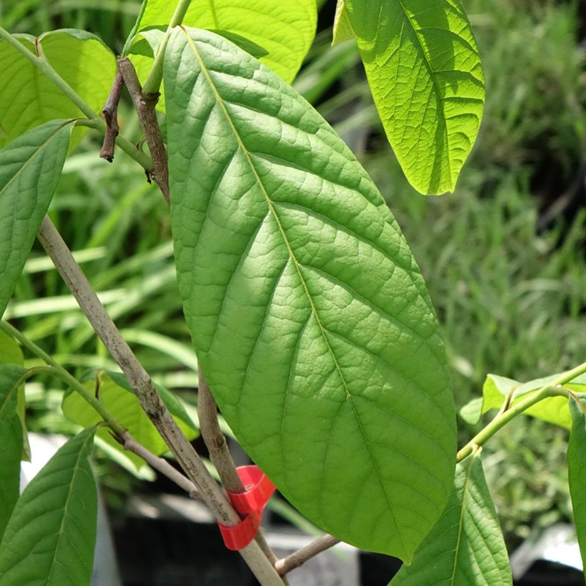 Papau Overlese - Asimina triloba (Foliage)