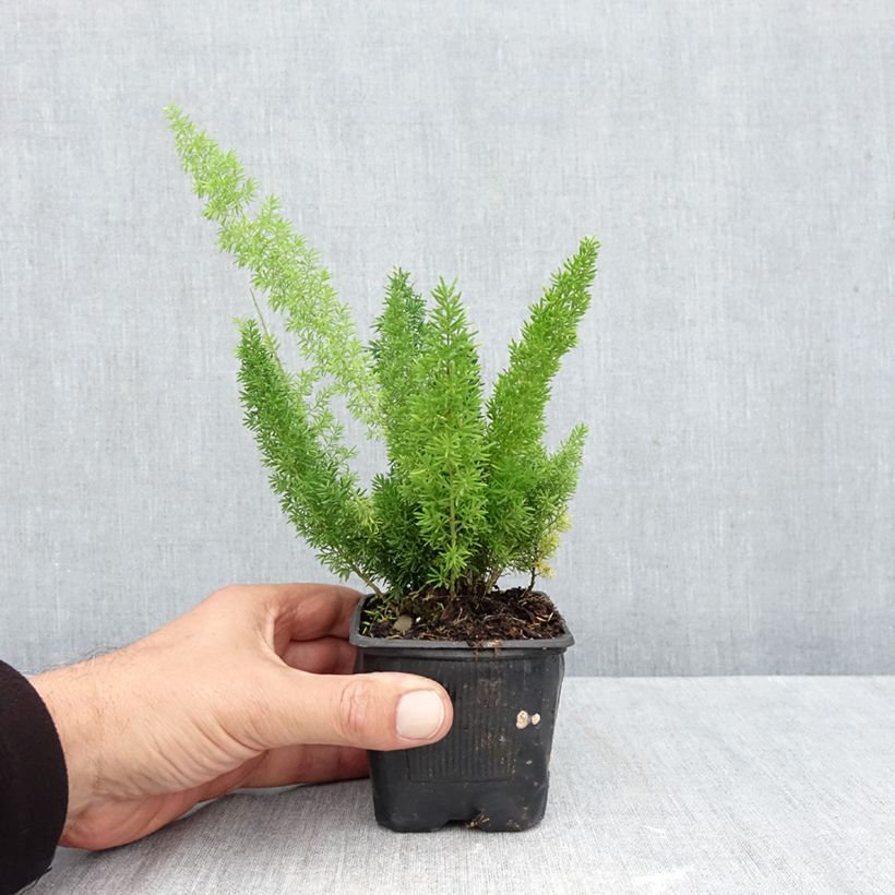 Exemplar von Asparagus densiflorus var. meyeri - Meyers Zierspargel Kleine Töpfe von 8/9 cm wie im Herbst geliefert