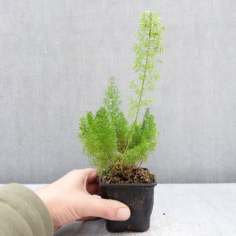 Exemplar von Asparagus densiflorus var. meyeri - Meyers Zierspargel Kleine Töpfe von 8/9 cm wie im Winter geliefert