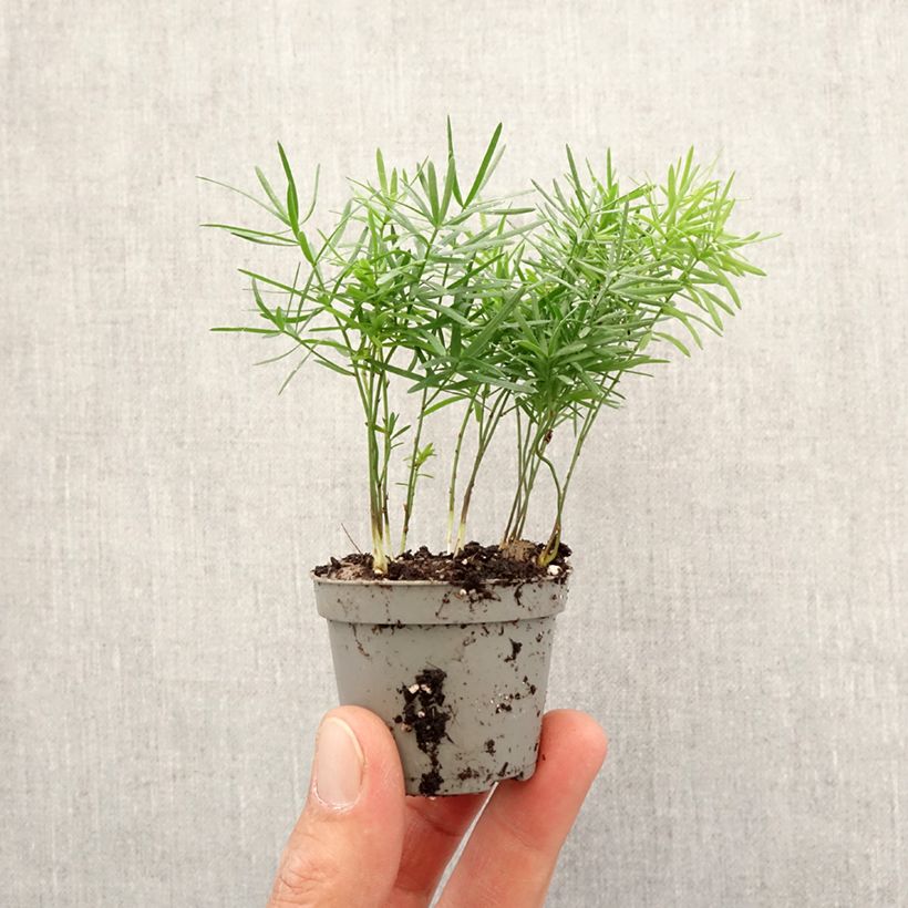 Example of Asparagus sprengeri - Sprengers Zier-Spargel  Mini-plante as you get in printemps