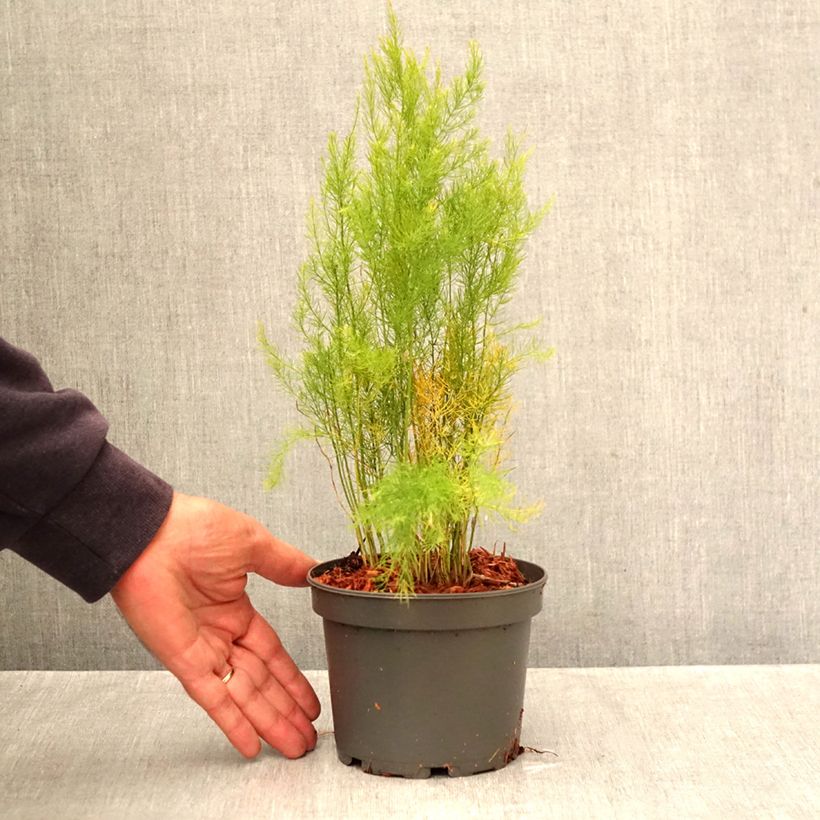 Exemplar von Spargel Mary Washington - Asparagus officinalis Topf mit 1,5L/2L wie im Herbst geliefert
