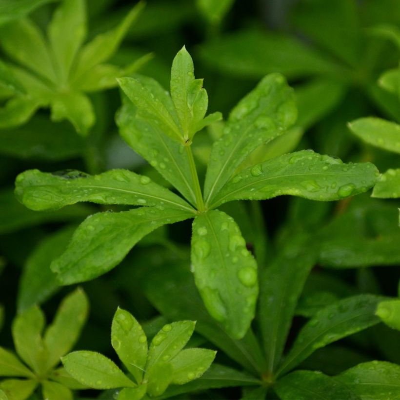 Waldmeister - Galium odoratum (Foliage)