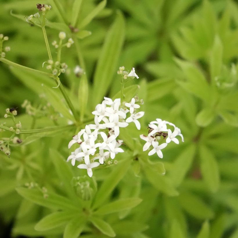 Waldmeister - Galium odoratum (Flowering)