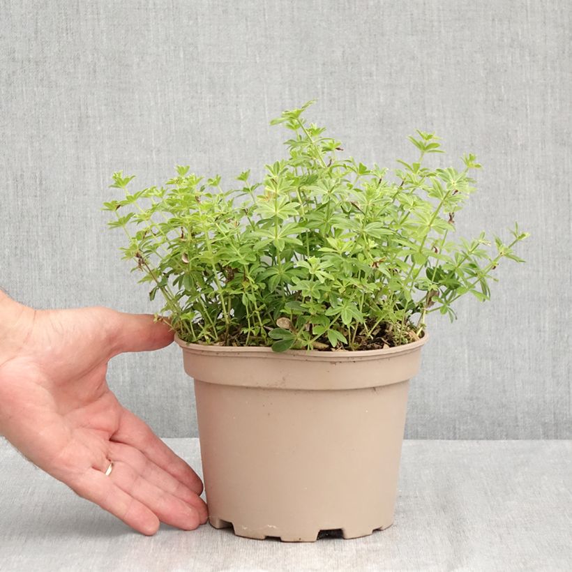 Example of Waldmeister - Galium odoratum Topf mit 2L/3L as you get in ete