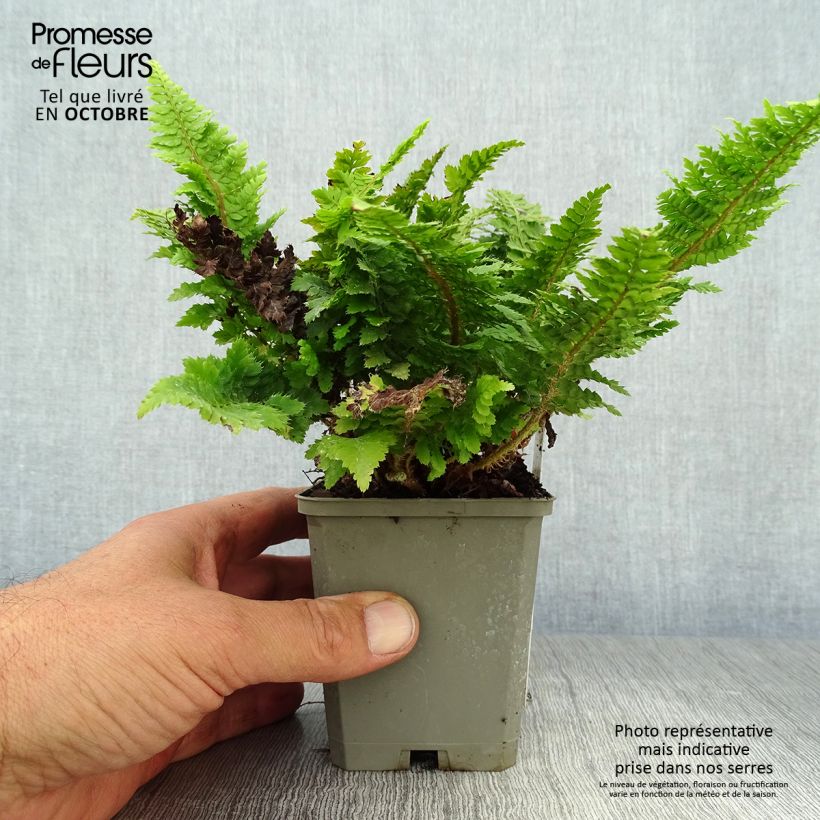 Example of Weicher Schildfarn Congestum - Polystichum setiferum Kleine Töpfe von 8/9 cm as you get in automne
