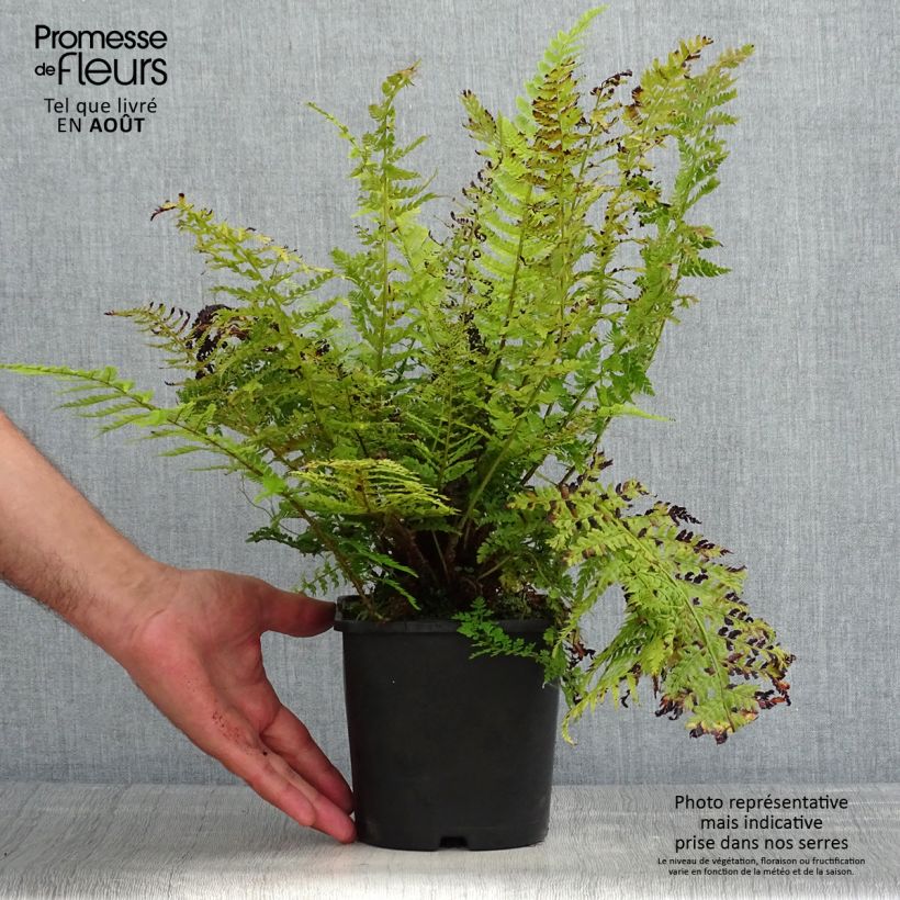 Example of Weicher Schildfarn Congestum - Polystichum setiferum Topf mit 2L/3L as you get in ete