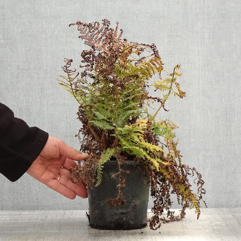Exemplar von Weicher Schildfarn Congestum - Polystichum setiferum Topf mit 2L/3L wie im Frühjahr geliefert