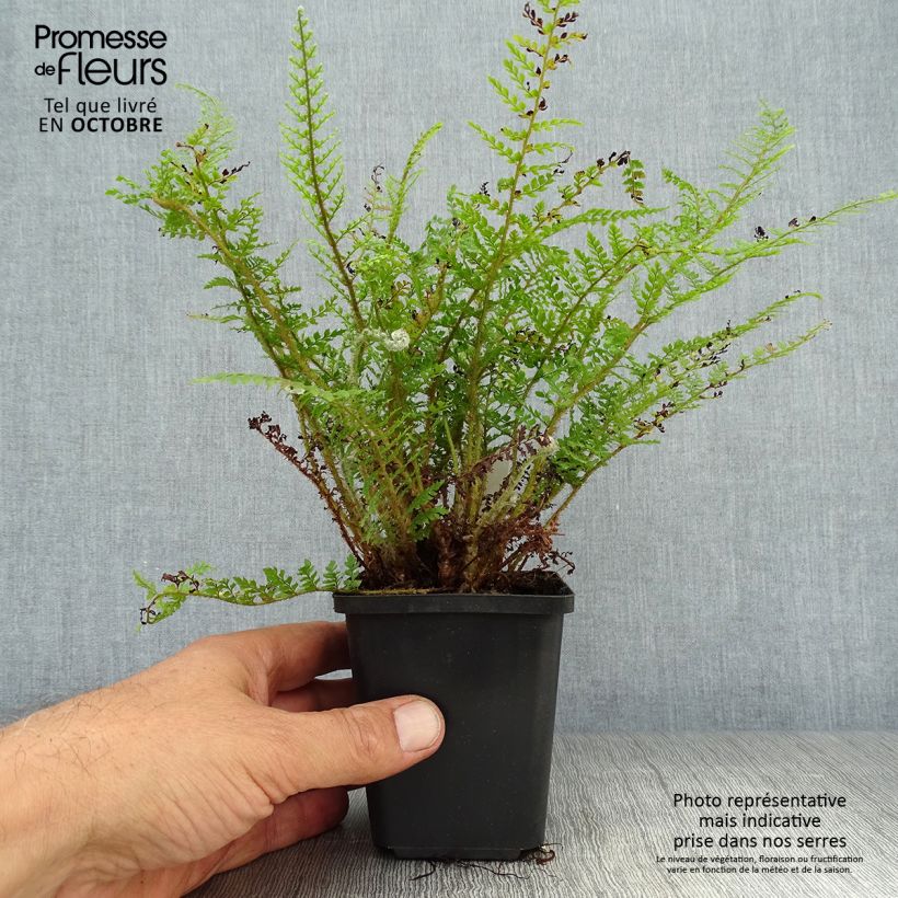 Example of Weicher Schildfarn Proliferum Wollastonii - Polystichum setiferum Kleine Töpfe von 8/9 cm as you get in automne