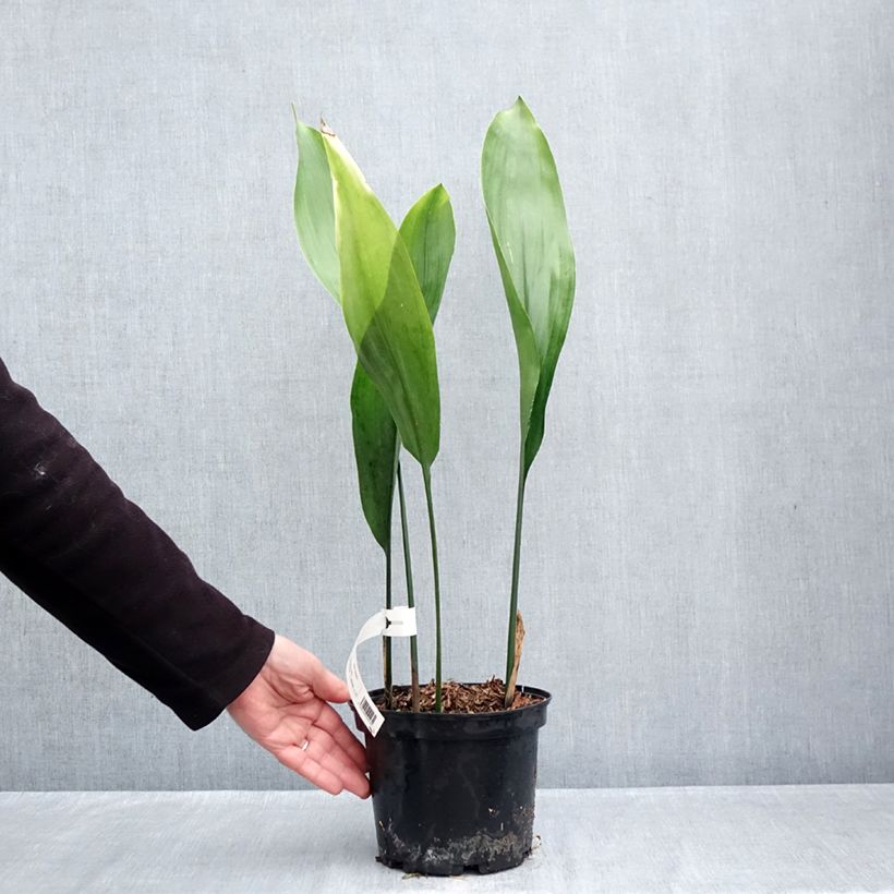 Exemplar von Aspidistra elatior - Schusterpalme Topf mit 2L/3L wie im Herbst geliefert