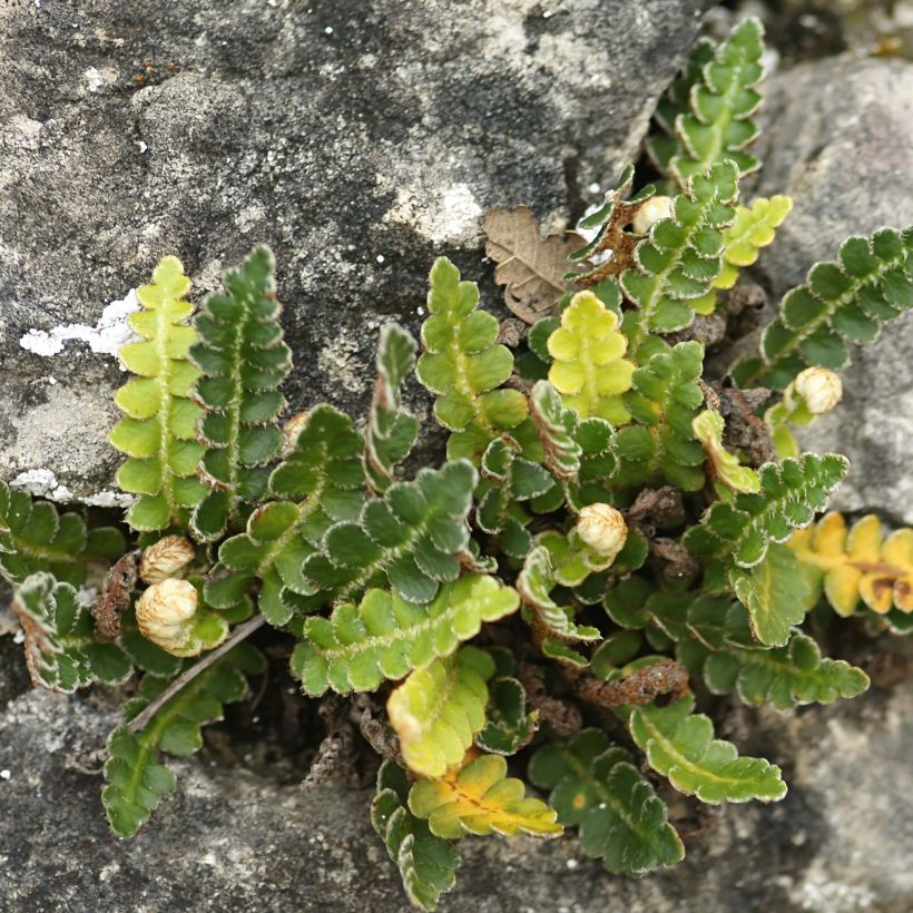 Asplenium ceterach - Schriftfarn (Plant habit)