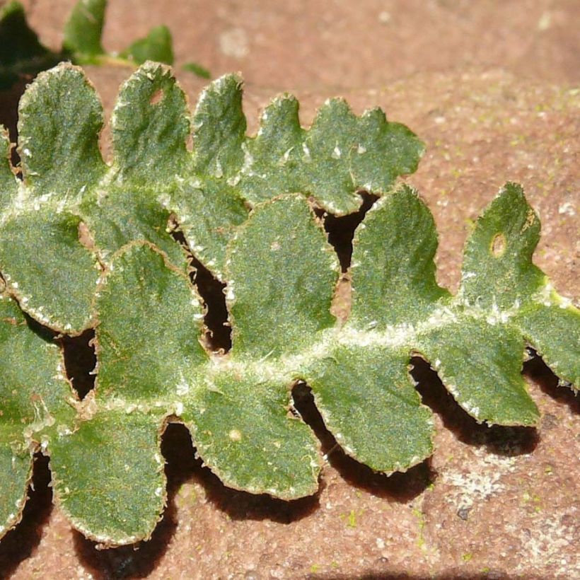 Asplenium ceterach - Schriftfarn (Foliage)