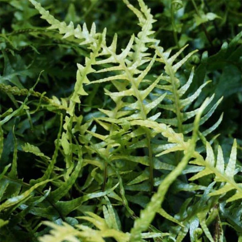 Asplenium ebenoides - Drachenschwanzfarn (Foliage)