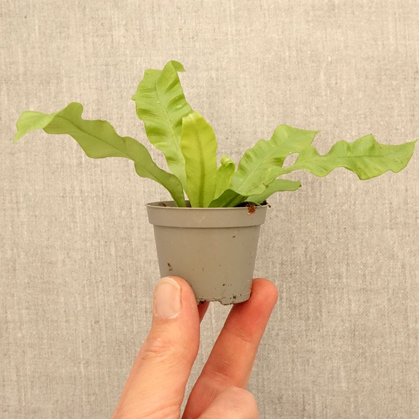 Exemplar von Asplenium nidus Crispy Wave - Vogel-Nestfarn Mini-Pflanze wie im Frühjahr geliefert