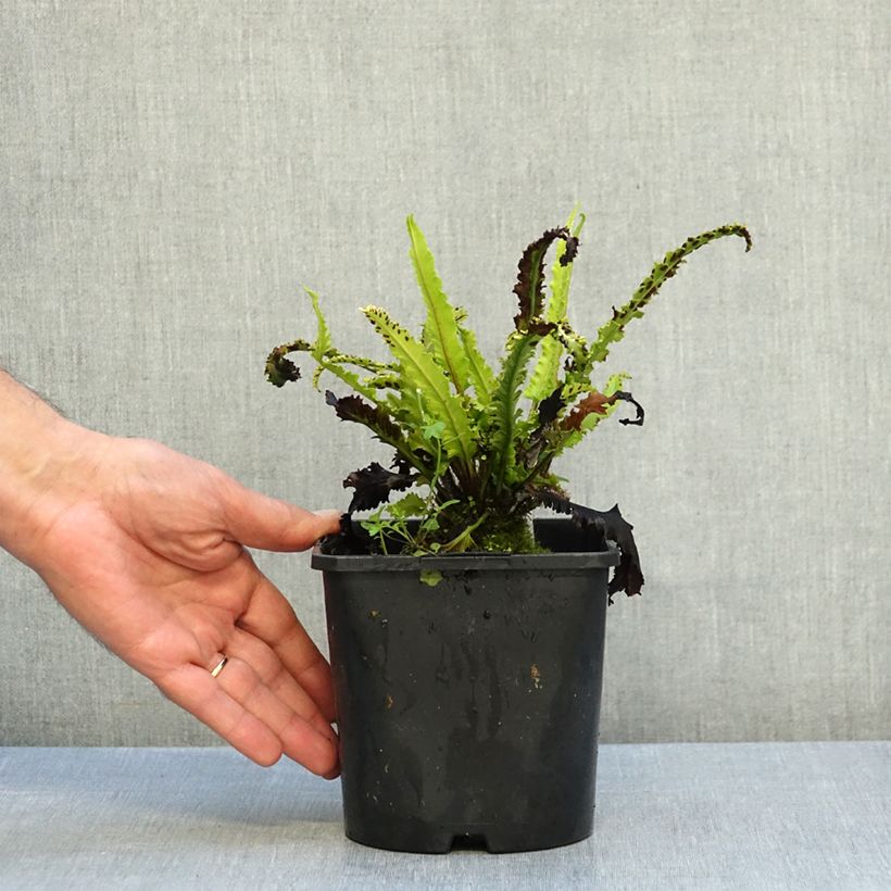 Exemplar von Hirschzungenfarn Angustifolia - Phyllitis scolopendrium Topf mit 2L/3L wie im Herbst geliefert