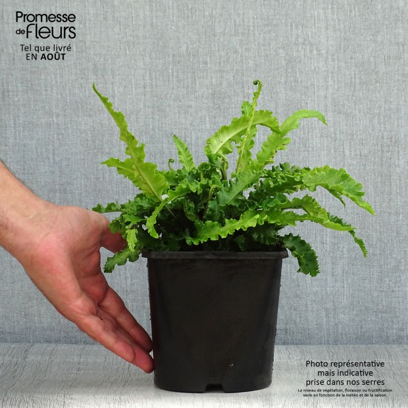 Example of Hirschzungenfarn Angustifolia - Phyllitis scolopendrium Topf mit 2L/3L as you get in ete