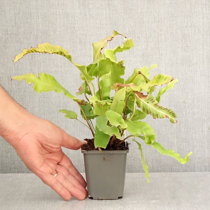 Exemplar von Hirschzungenfarn Bolton’s Nobile - Phyllitis scolopendrium Kleine Töpfe von 8/9 cm wie im Herbst geliefert