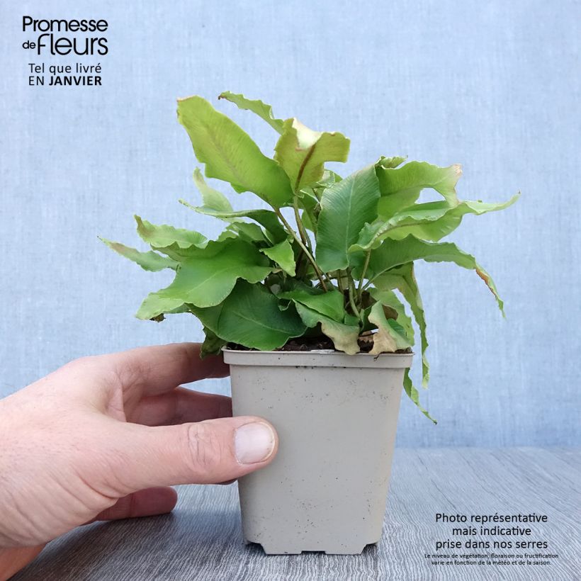 Exemplar von Hirschzungenfarn Bolton’s Nobile - Phyllitis scolopendrium Kleine Töpfe von 8/9 cm wie im Winter geliefert