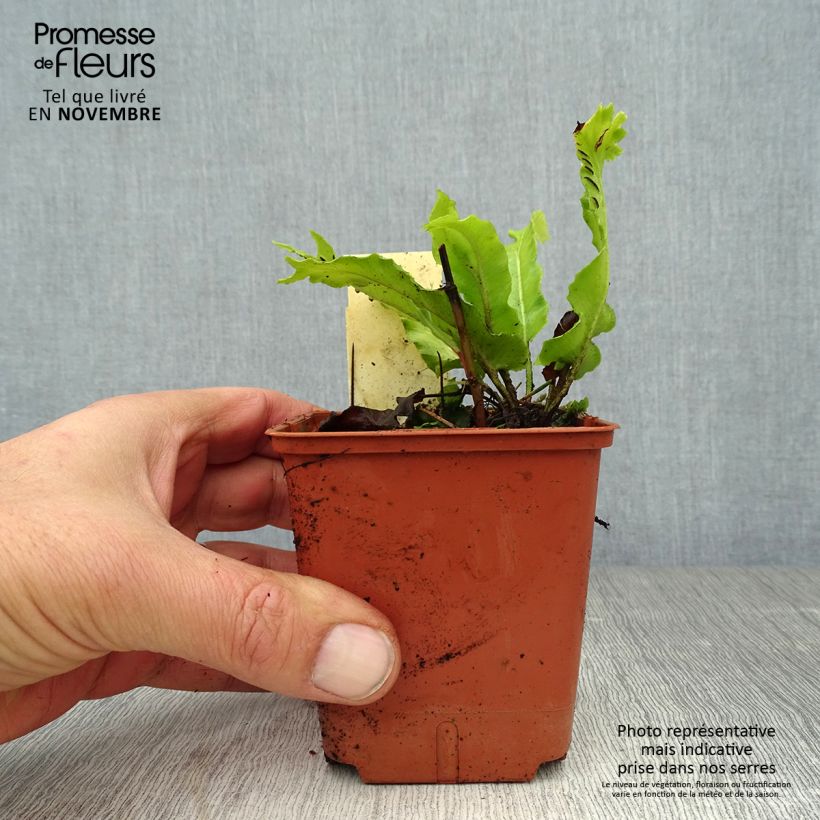 Example of Asplenium scolopendrium Cristatum Group - Hirschzungenfarn Kleine Töpfe von 8/9 cm as you get in automne