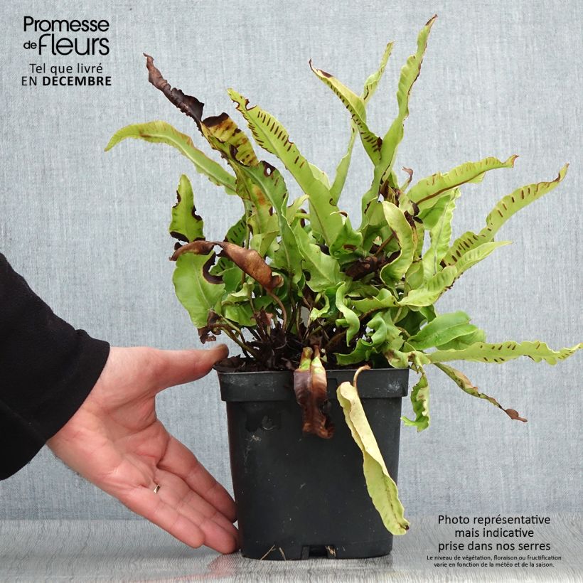 Example of Asplenium scolopendrium Cristatum Group - Hirschzungenfarn Topf mit 2L/3L as you get in automne