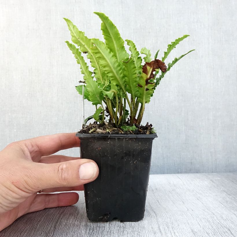 Example of Asplenium scolopendrium Undulatum Angustatum - Hirschzungenfarn Kleine Töpfe von 8/9 cm as you get in automne