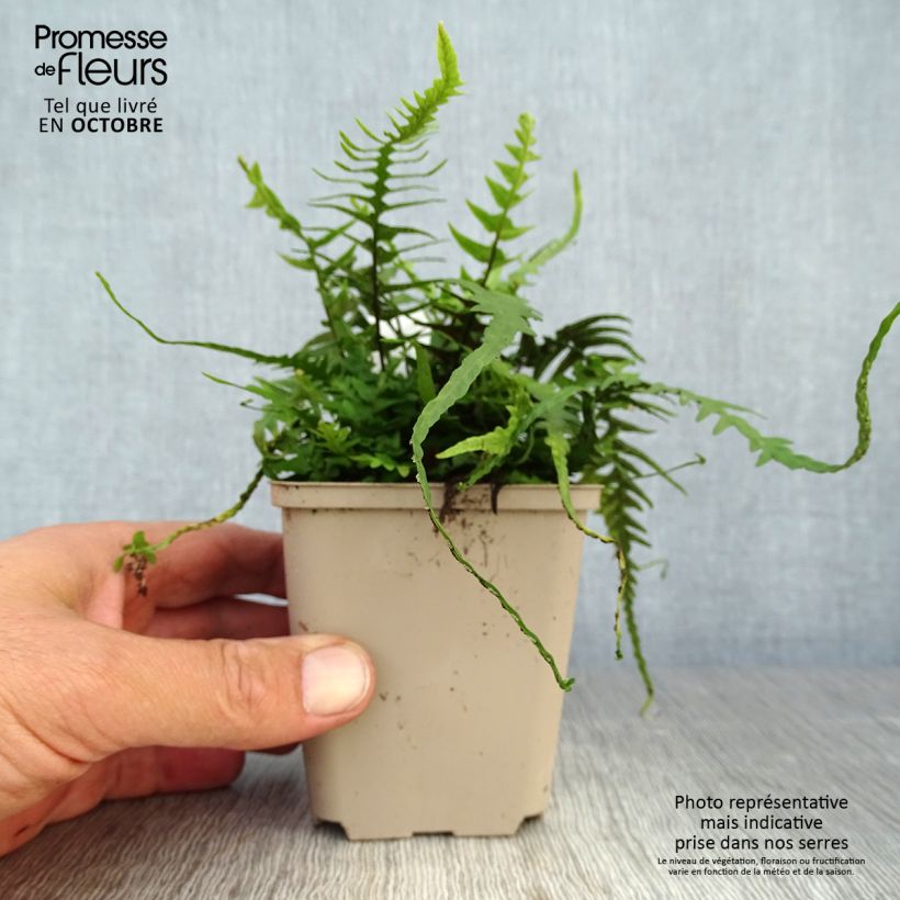 Example of Asplenium ebenoides - Drachenschwanzfarn Kleine Töpfe von 8/9 cm as you get in automne
