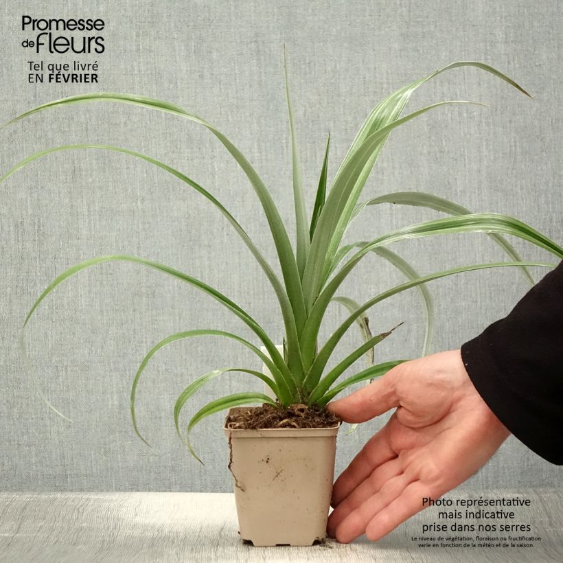 Exemplar von Astelia chathamica Silver Shadow - Astelie Kleine Töpfe von 8/9 cm wie im Winter geliefert