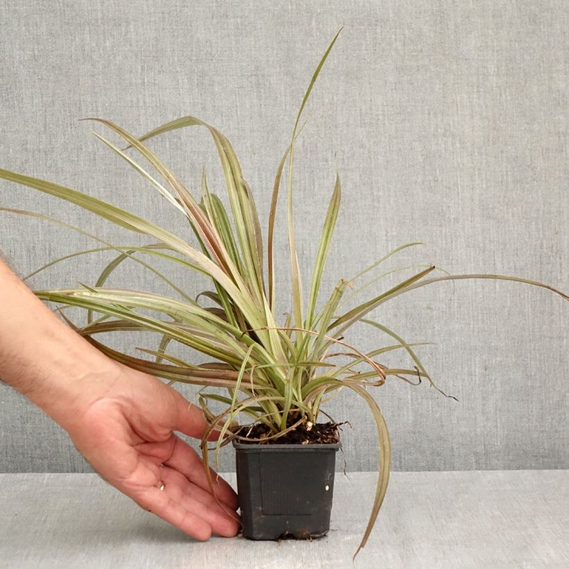 Exemplar von Astelia nervosa Westland - Astelie Kleine Töpfe von 8/9 cm wie im Herbst geliefert