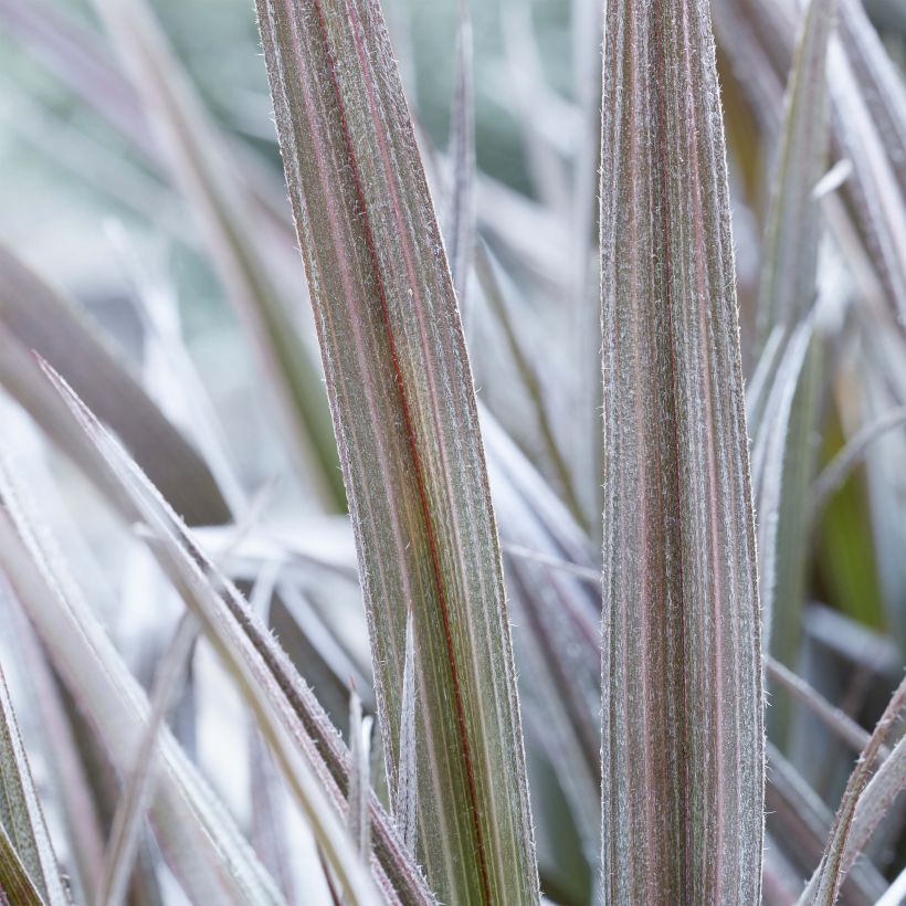 Astelia Red Shadow - Astelie (Foliage)