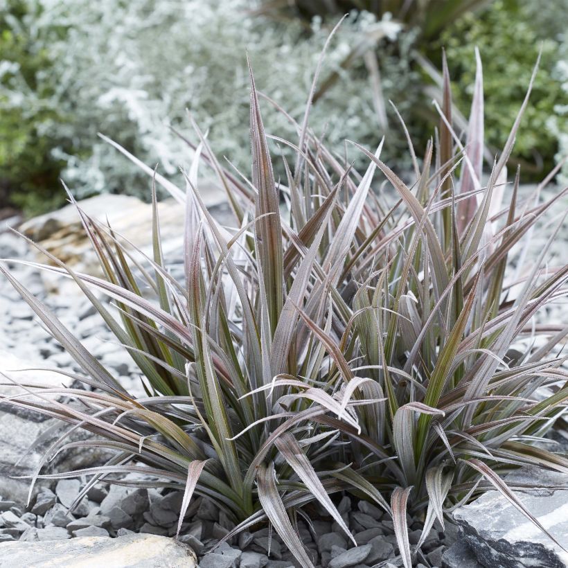 Astelia Red Shadow - Astelie (Plant habit)