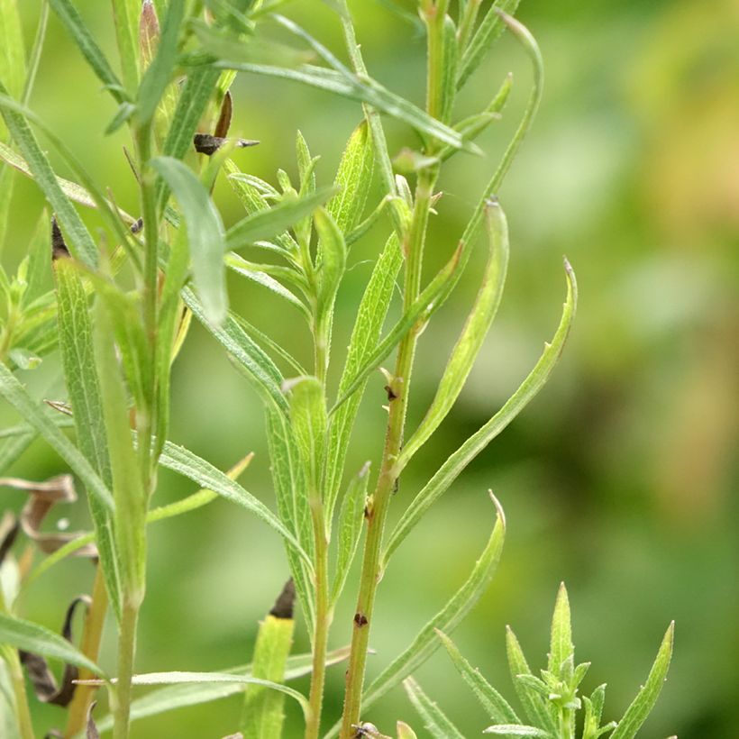 Aster linariifolius (Foliage)