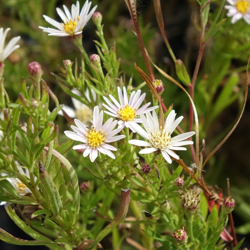 Aster linariifolius (Flowering)