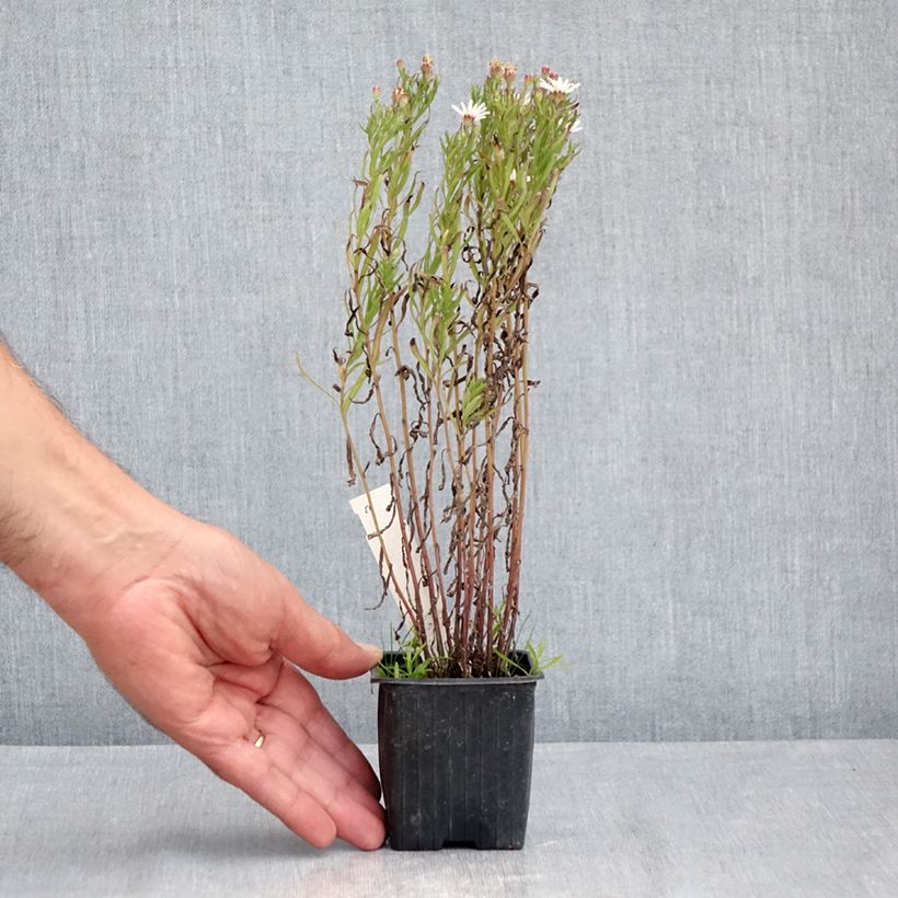Example of Aster linariifolius Kleine Töpfe von 8/9 cm as you get in ete