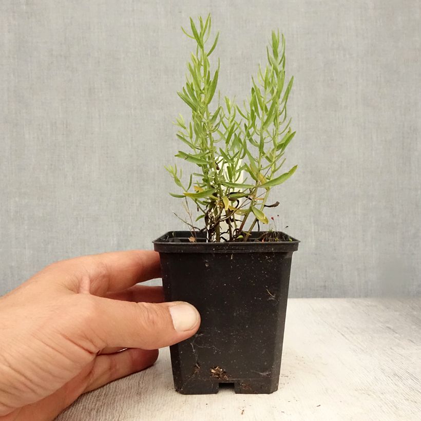 Example of Aster sedifolius - Ödland-Aster Kleine Töpfe von 8/9 cm as you get in ete
