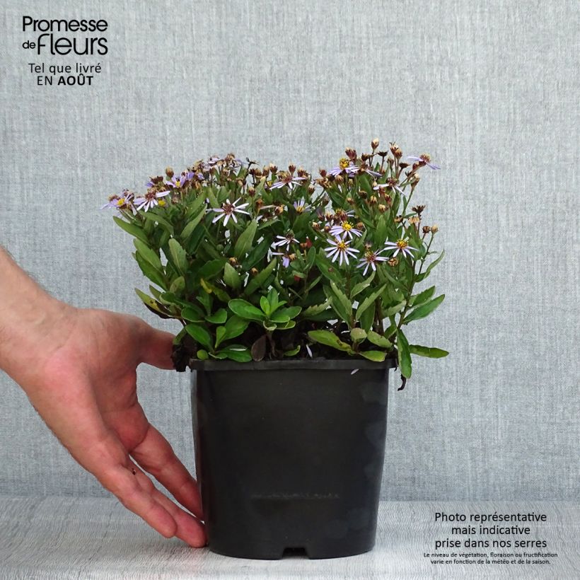 Example of Aster ageratoides Adustus Nanus - Ageratum-ähnliche Aster Topf mit 1,5L/2L as you get in ete