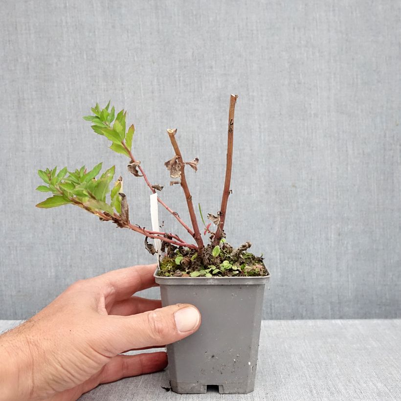 Exemplar von Aster ageratoides Asran - Ageratum-ähnliche Aster Kleine Töpfe von 8/9 cm wie im Herbst geliefert