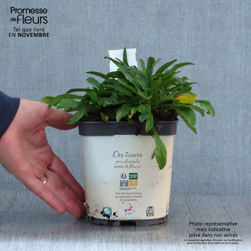 Example of Aster alpinus Albus - Alpen-Aster Topf mit 2L/3L as you get in automne