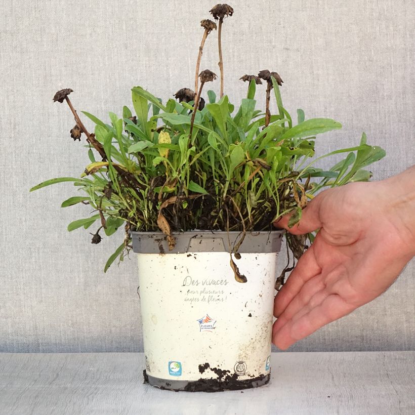 Exemplar von Aster alpinus Albus - Alpen-Aster Topf mit 2L/3L wie im Sommer geliefert
