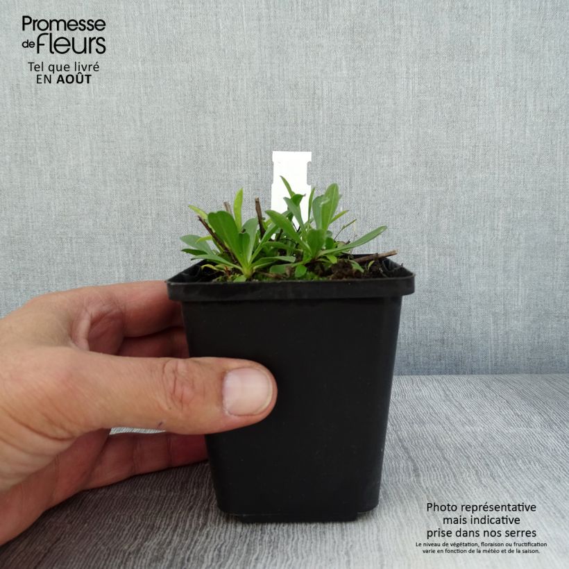 Exemplar von Aster alpinus Blue Beauty - Alpen-Aster Kleine Töpfe von 8/9 cm wie im Sommer geliefert