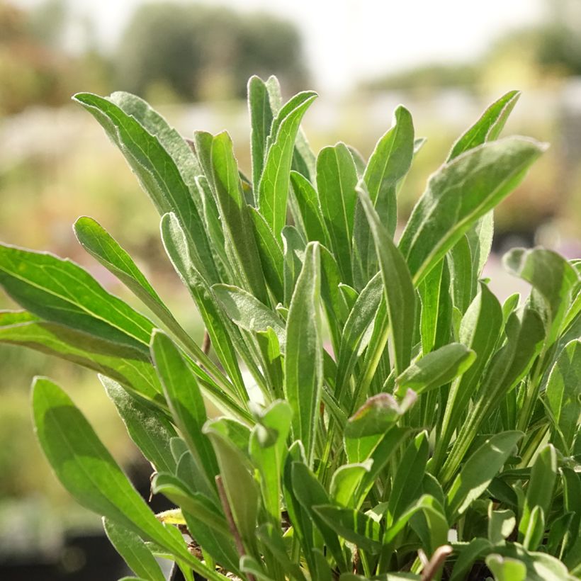 Aster alpinus Blue Beauty - Alpen-Aster (Foliage)