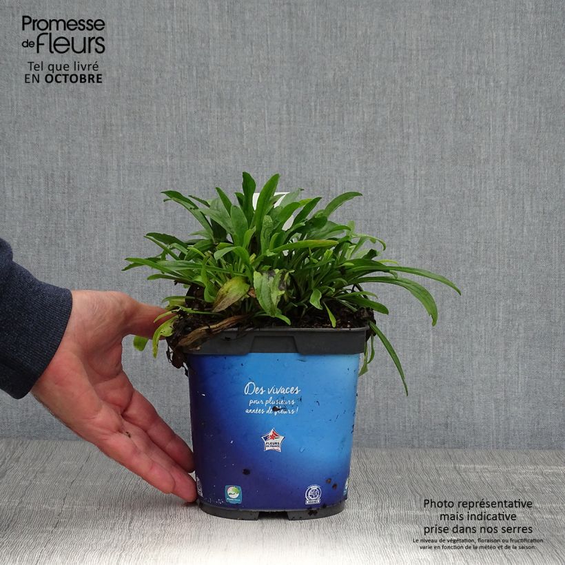 Example of Aster alpinus Goliath - Alpen-Aster Topf mit 2L/3L as you get in automne
