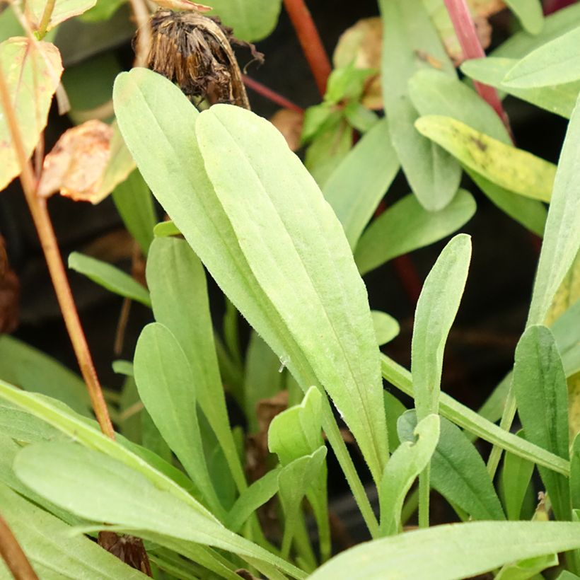 Aster alpinus Happy End - Alpen-Aster (Foliage)