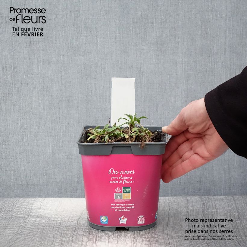 Exemplar von Aster alpinus Happy End - Alpen-Aster Topf mit 2L/3L wie im Winter geliefert