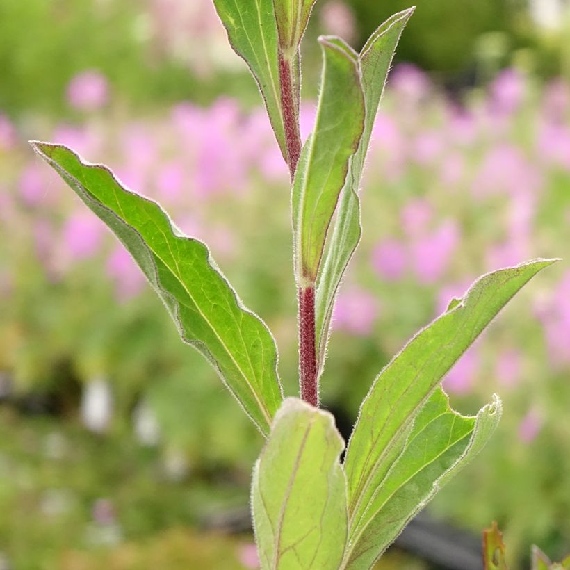 Aster amellus Blue King - Berg-Aster (Foliage)