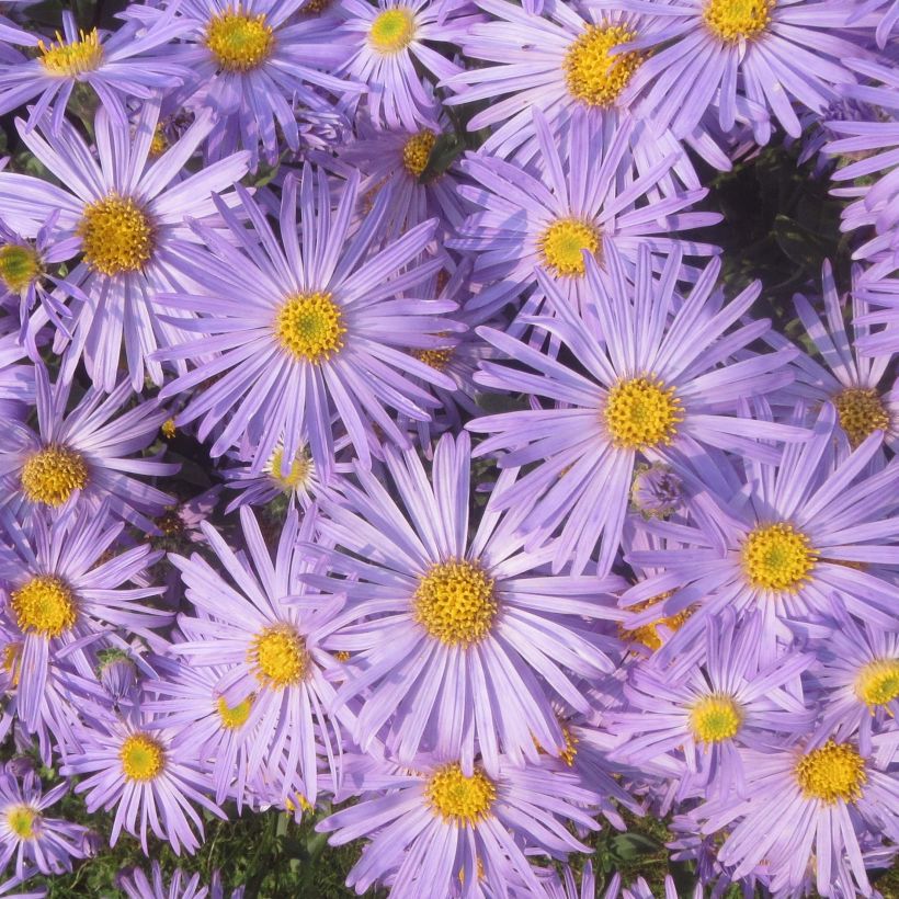Aster amellus Blue King - Berg-Aster (Flowering)